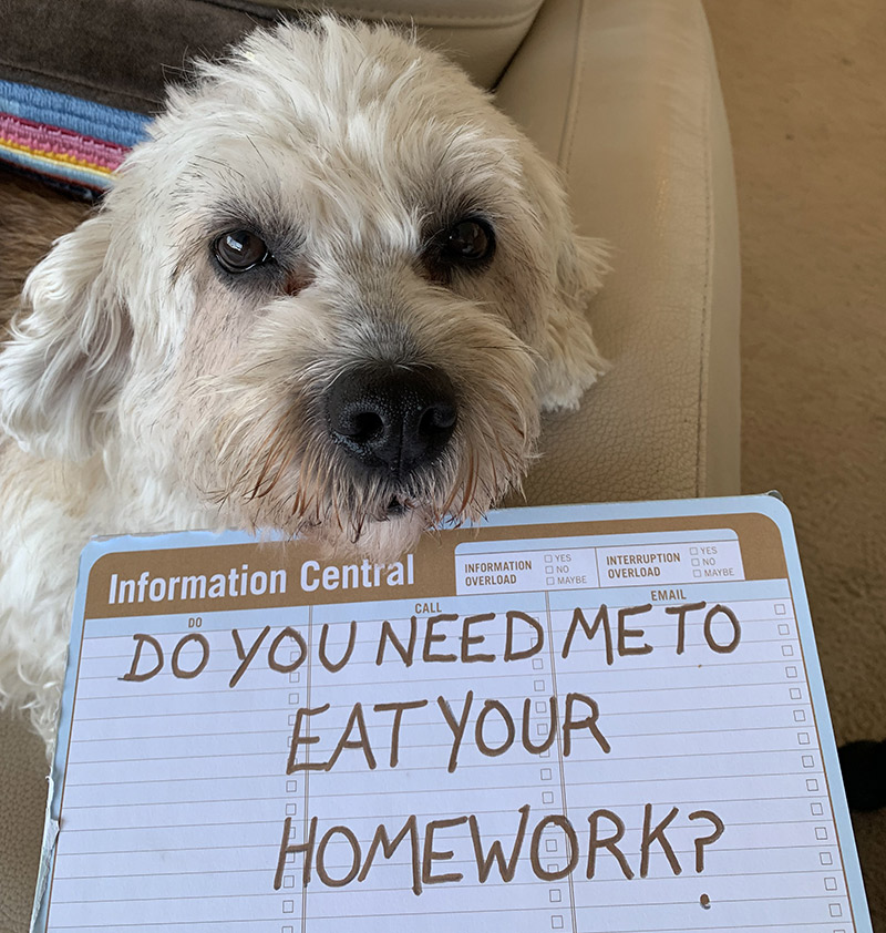 Pink eating your homework